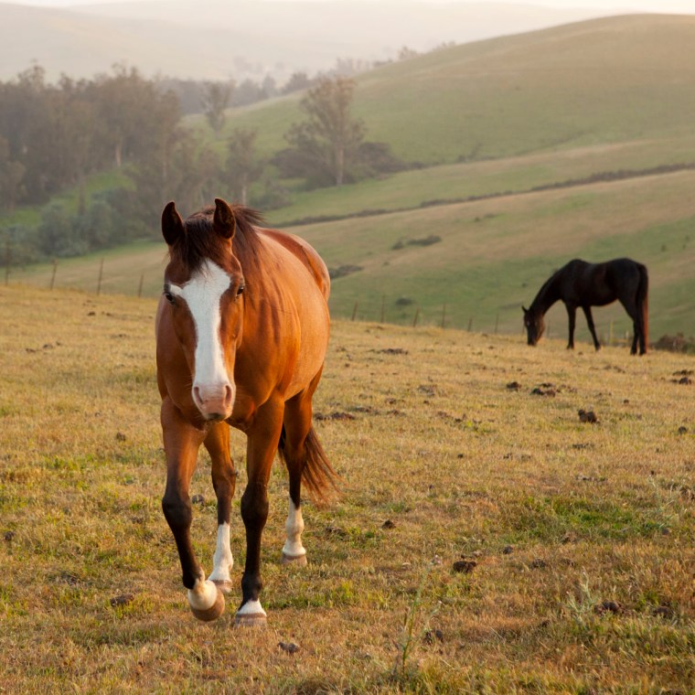 Daisy_hello_7002_4x4