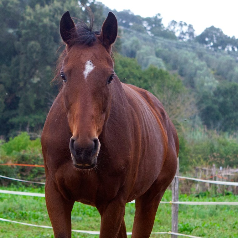 SylviaCloseUp_9142_4x4