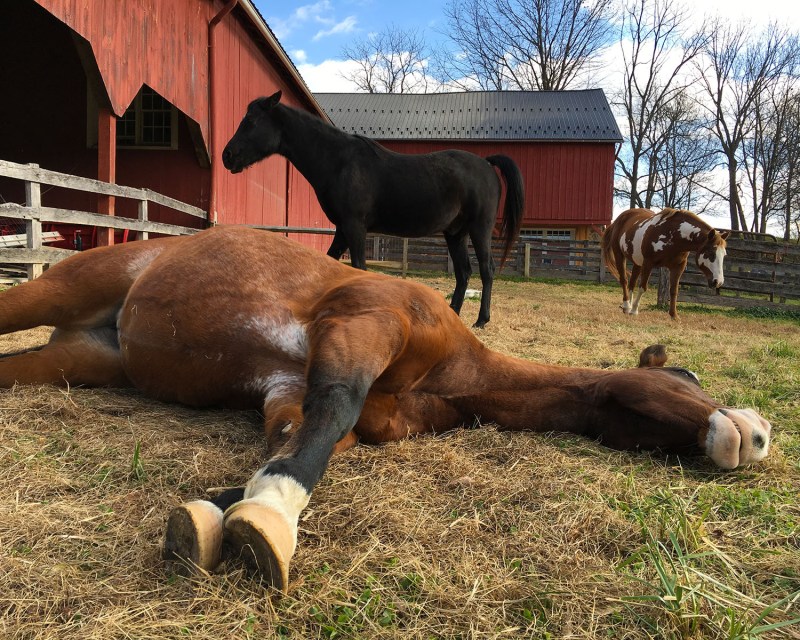 daisynapscene_6438_5x4