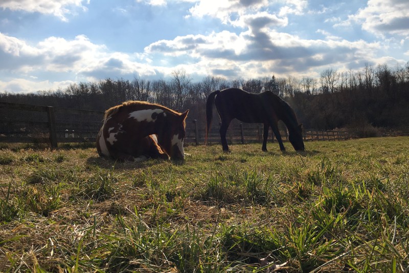 tajnapzorro_6455_6x4