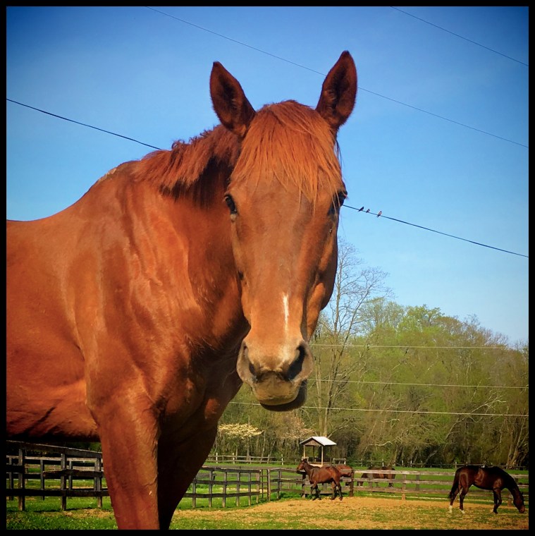 Bobbi_LooksMyWay_sq_F