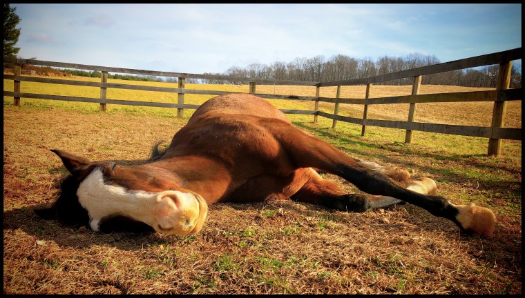 DaisySleeping3_1230_16x9