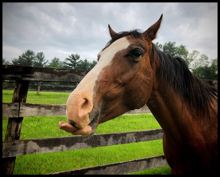 DaisyRaindropCatch_F