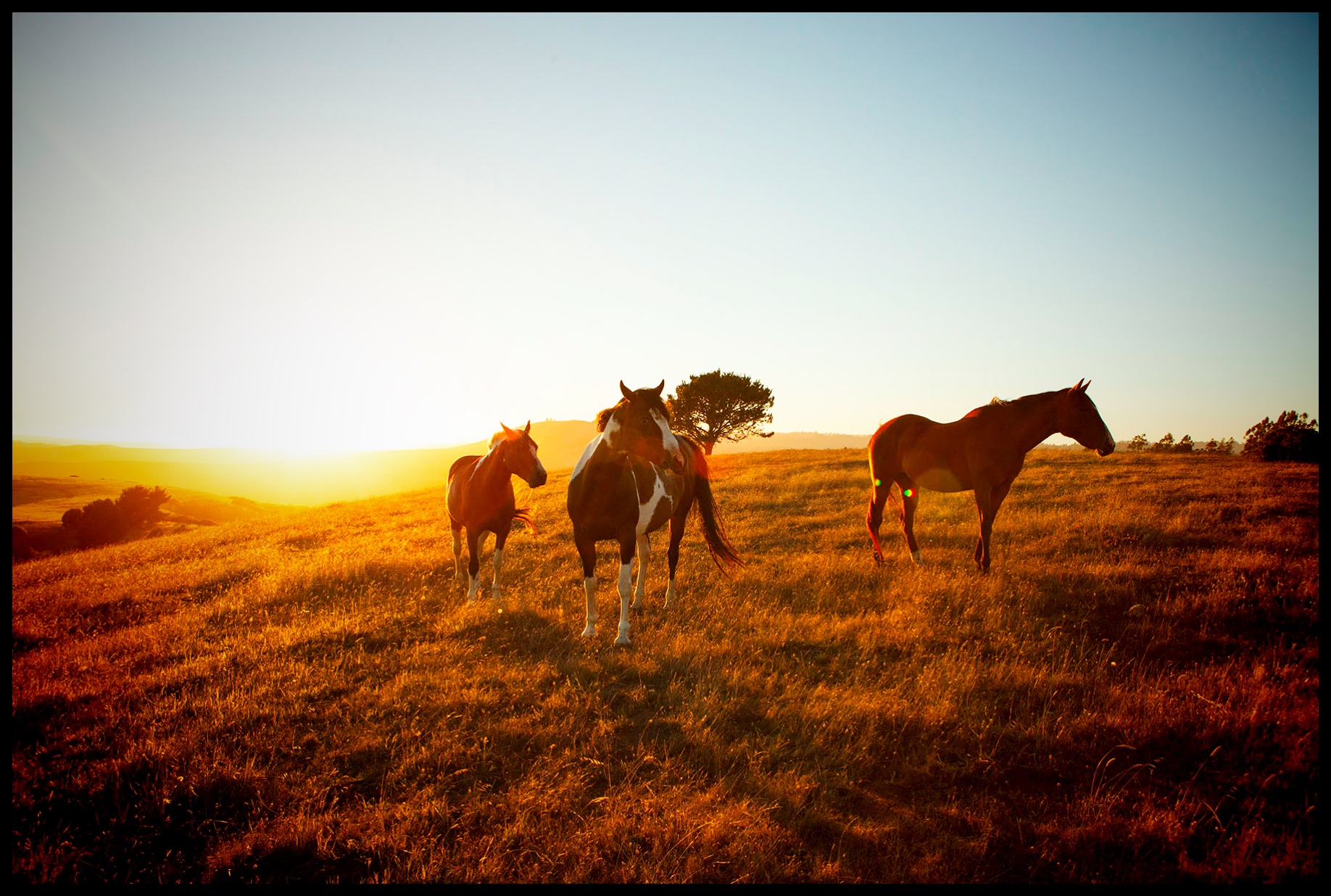 3Horses_Backlit_9303